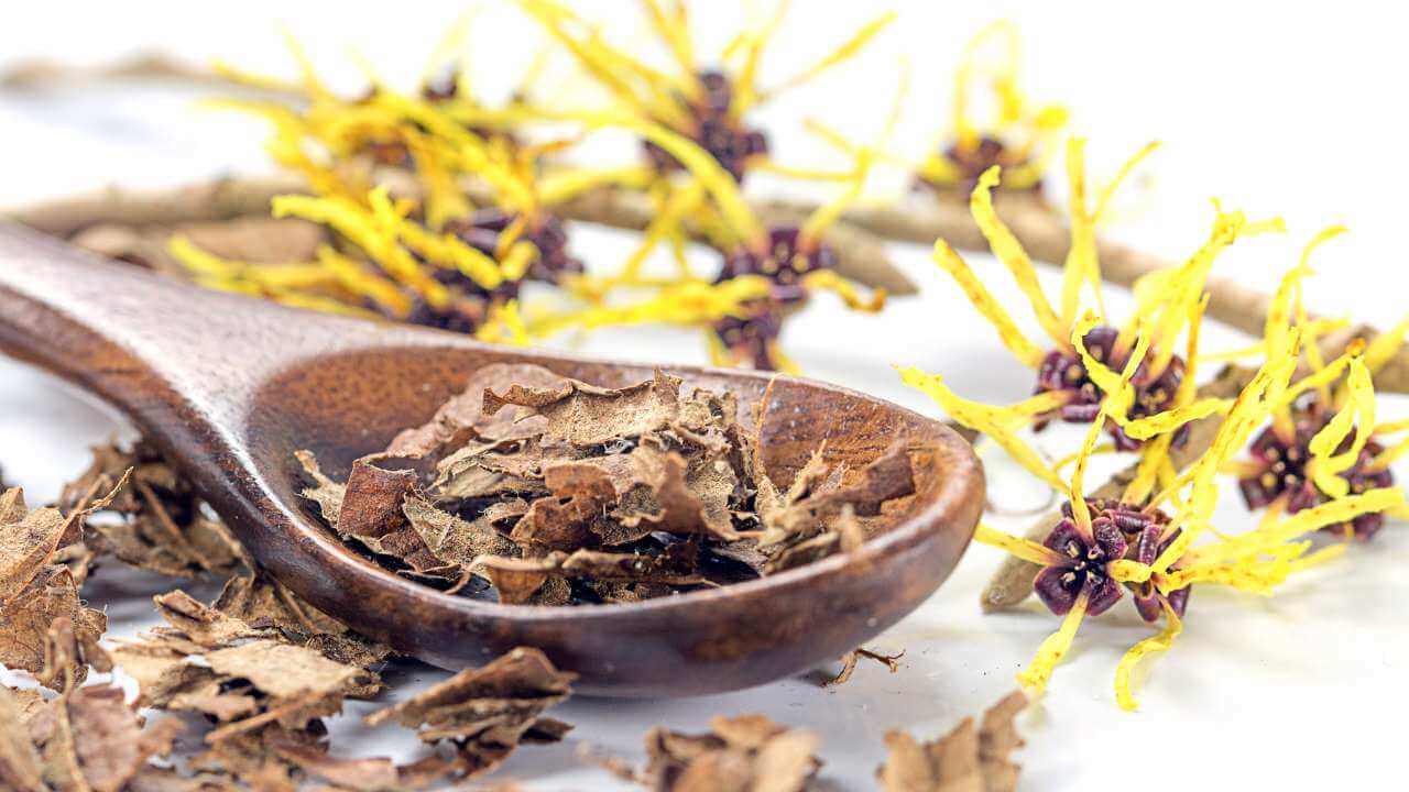 Closeup of a large wooden spoon full of witch hazel bark on a white table next to a witch hazel branch with yellow blooms.