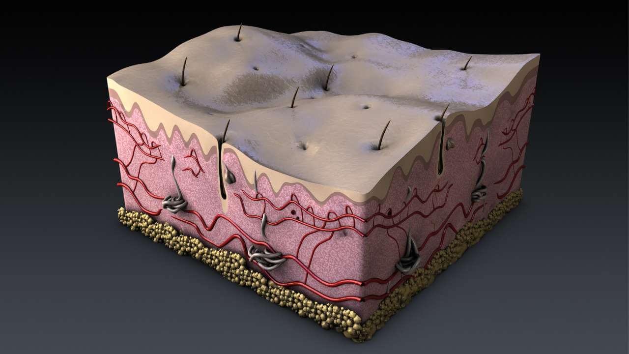 3D Cross sectional diagram of the 3 layers of skin on a black background. 